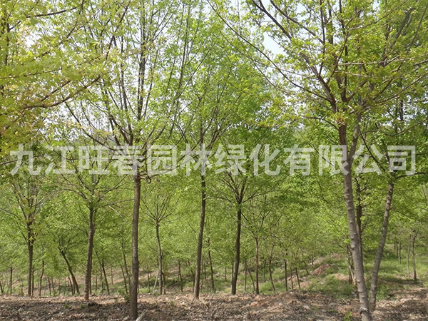 烏桕 